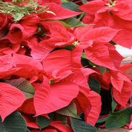 Red or White Poinsettias (Set of 10 - Local Only)