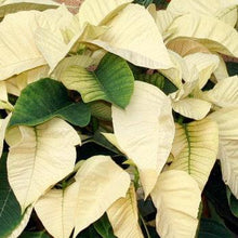 Load image into Gallery viewer, Red or White Poinsettias (Set of 10 - Local Only)

